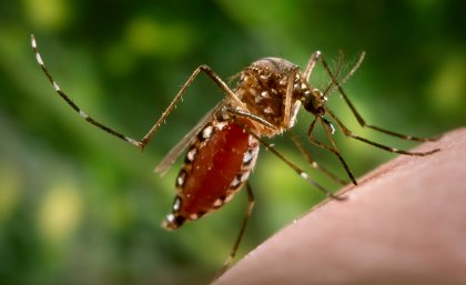 The Aedes aegypti mosquito.